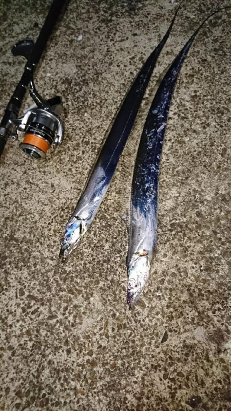 このロッド買って太刀魚100匹目‼️