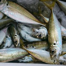 ファミリーフィッシング！