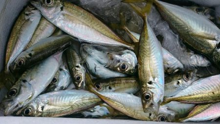 ファミリーフィッシング！