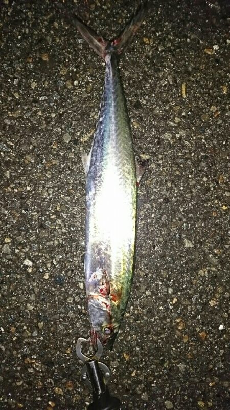 サゴシとつ抜けタチウオ