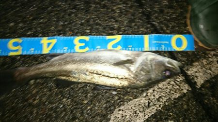 マイワシーバス