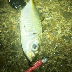 エギング アジング