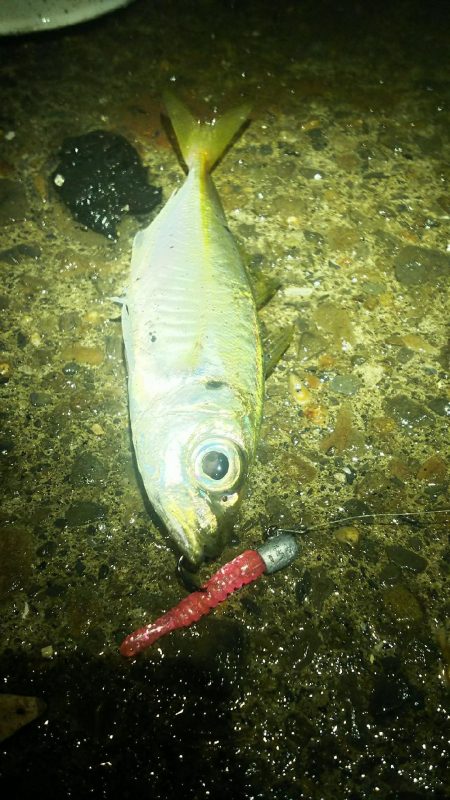 エギング アジング