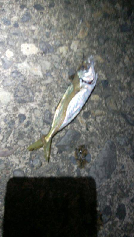 アジの泳がせ釣りでアオリ？！残念タチウオ！…
