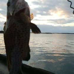 ワームでオオモンハタ