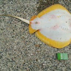 今日の大物は？？