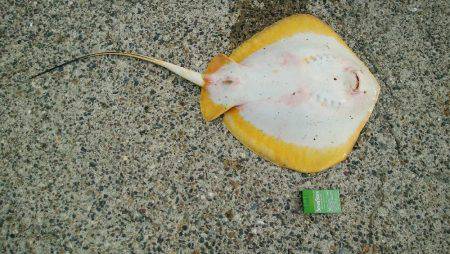 今日の大物は？？