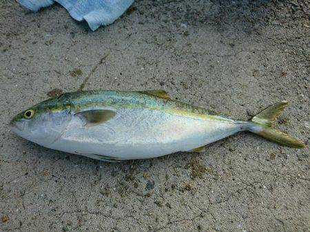 ハマチゲット！