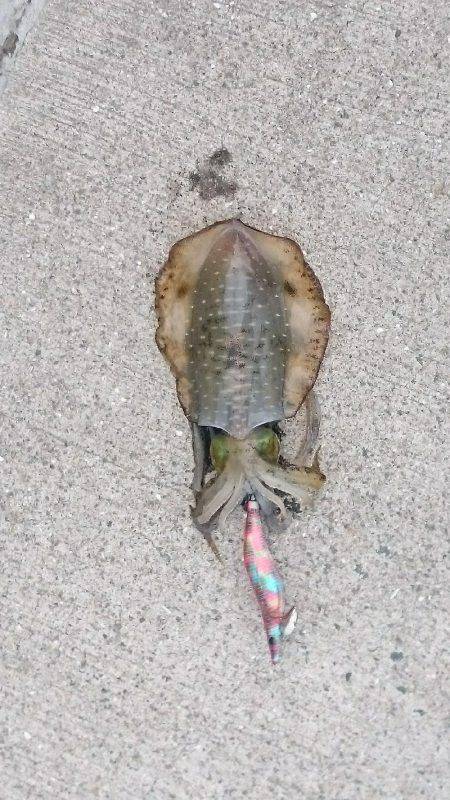 寒空でエギング