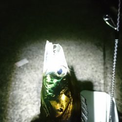 アジングのはずが