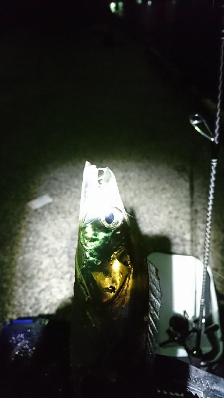 アジングのはずが