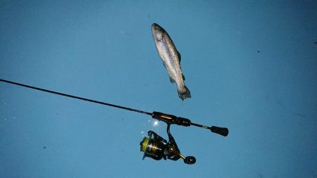 管釣り トラウト！