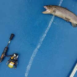 管理釣り場トラウト！