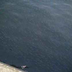 太刀魚行ってきました。