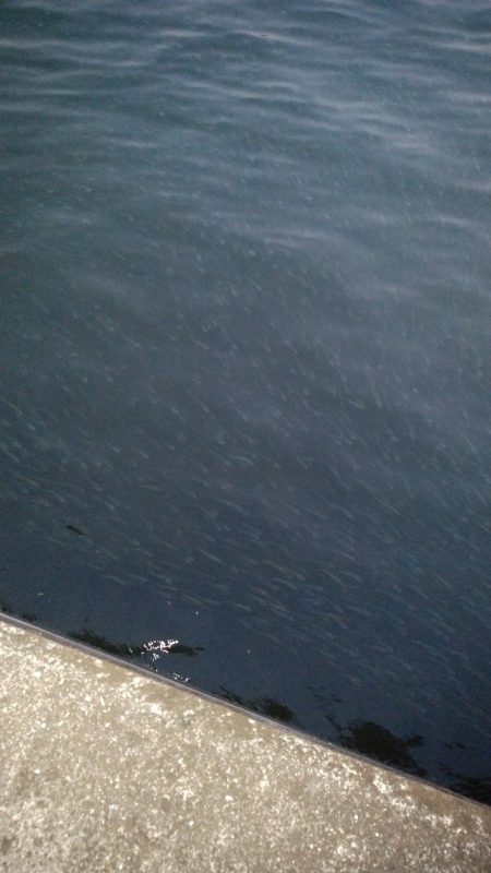 太刀魚行ってきました。