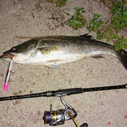 ボラの群れの中から