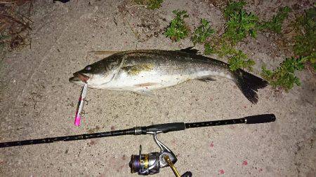 ボラの群れの中から