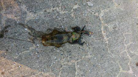 数年ぶりのエギング~