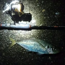 台風前のアジング