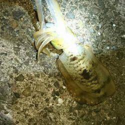 エギングからのジギング