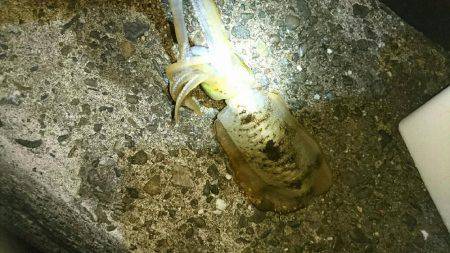 エギングからのジギング