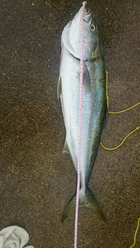 ハマチ？メジロ？