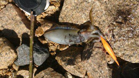 アオリイカ釣り