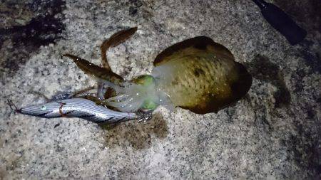 エギング好調❗