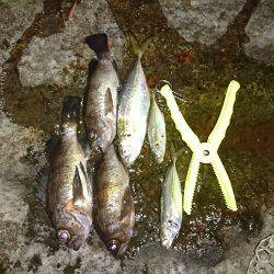 メバルの始まりか！