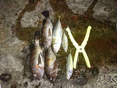 メバルの始まりか！