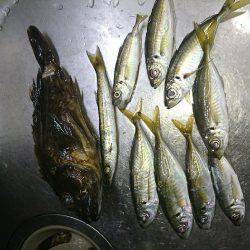 アジング後の青物狙い