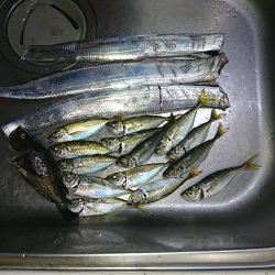 ライトゲームのちタチウオ