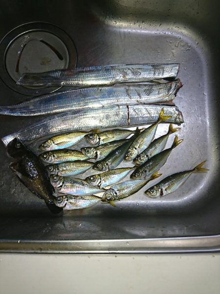 ライトゲームのちタチウオ