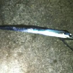 ドラゴンきたー！