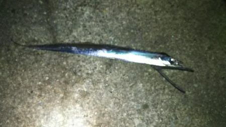 ドラゴンきたー！