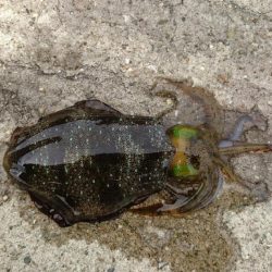 久しぶりに淡路へ