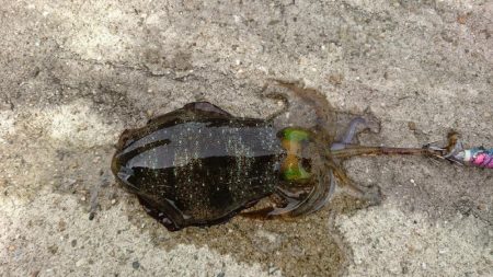 久しぶりに淡路へ