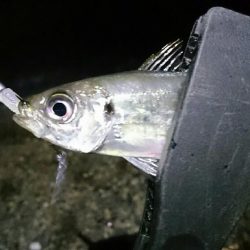 台風明けもアジング