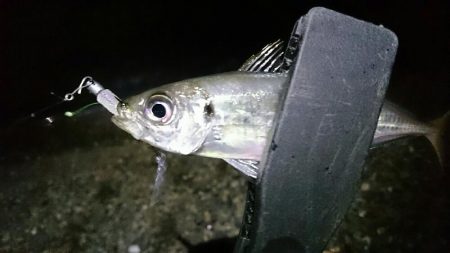 台風明けもアジング