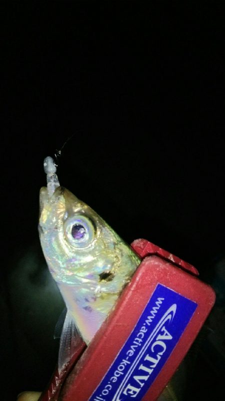 0.3gの差で釣果にも差が出るアジング