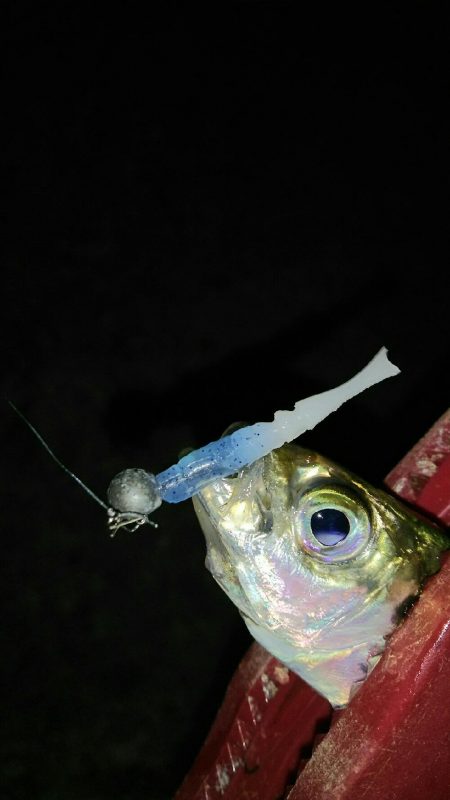 夕マヅメちょこっとアジング