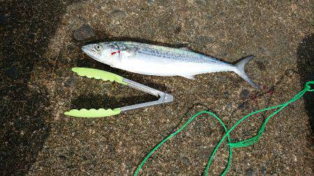 海側一発目で。