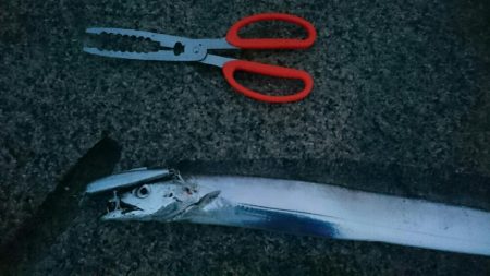 雨の中短時間釣行