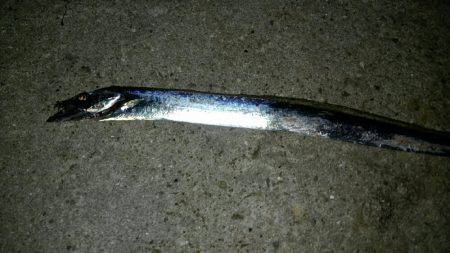 仕事帰りにタッチー調査。