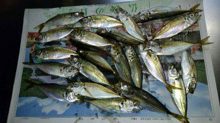 アジング中毒！！