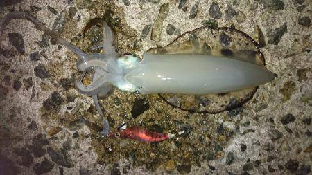 夜明け前 エギング