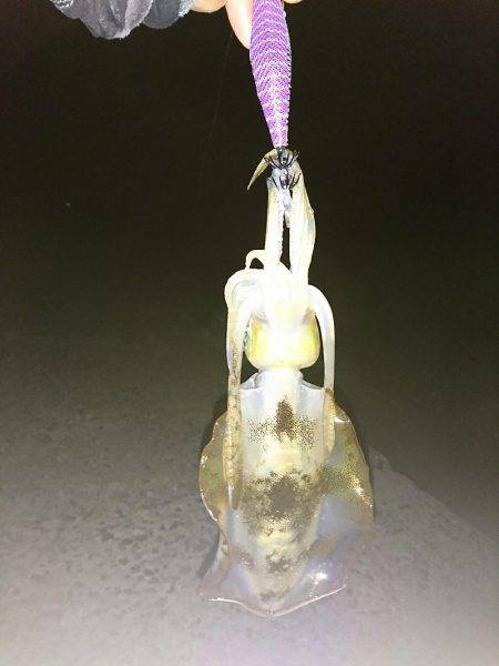 ダイソーの エギで釣れた