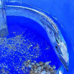 朝の８時にまさかのタチウオ❗️