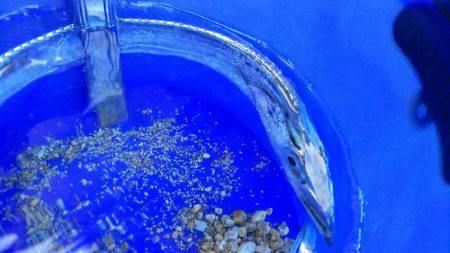 朝の８時にまさかのタチウオ❗️