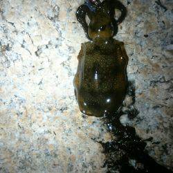 キープサイズが…